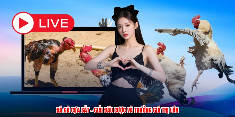 Đá Gà Cựa Sắt - Giải Đấu Cược Và Thưởng Giá Trị Lớn