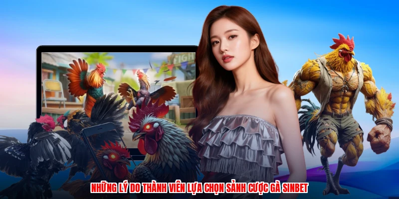 Những lý do thành viên lựa chọn sảnh cược gà SINBET