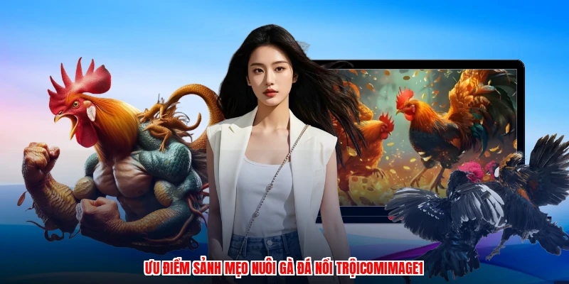 Ưu điểm sảnh mẹo nuôi gà đá nổi trộicomimage1