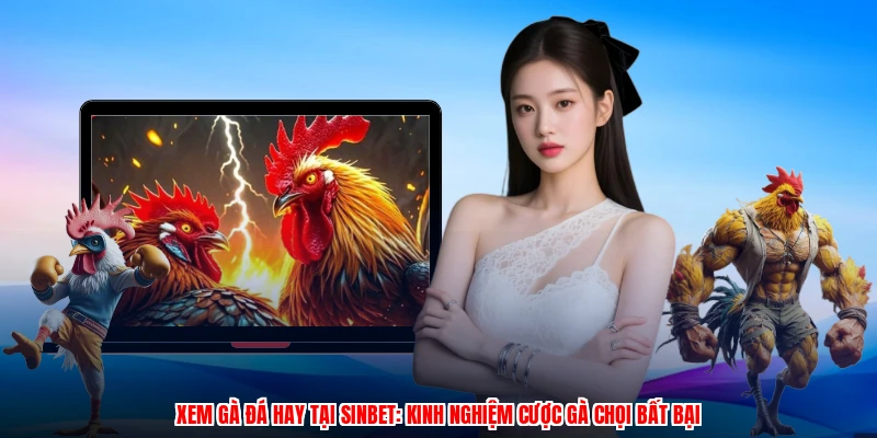 Xem Gà Đá Hay Tại SINBET: Kinh Nghiệm Cược Gà Chọi Bất Bại